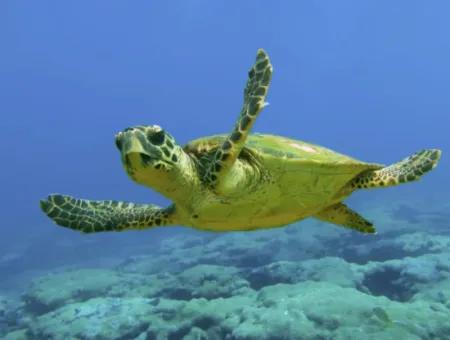 Dalyan Tekne Turu – Yüzme, Doğa Ve Caretta Macerası